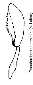 pseudorchestes_ermischi_hb.gif