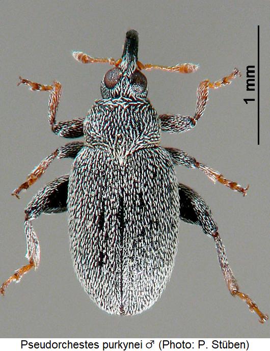 pseudorchestes_purkynei_m_hab.jpg