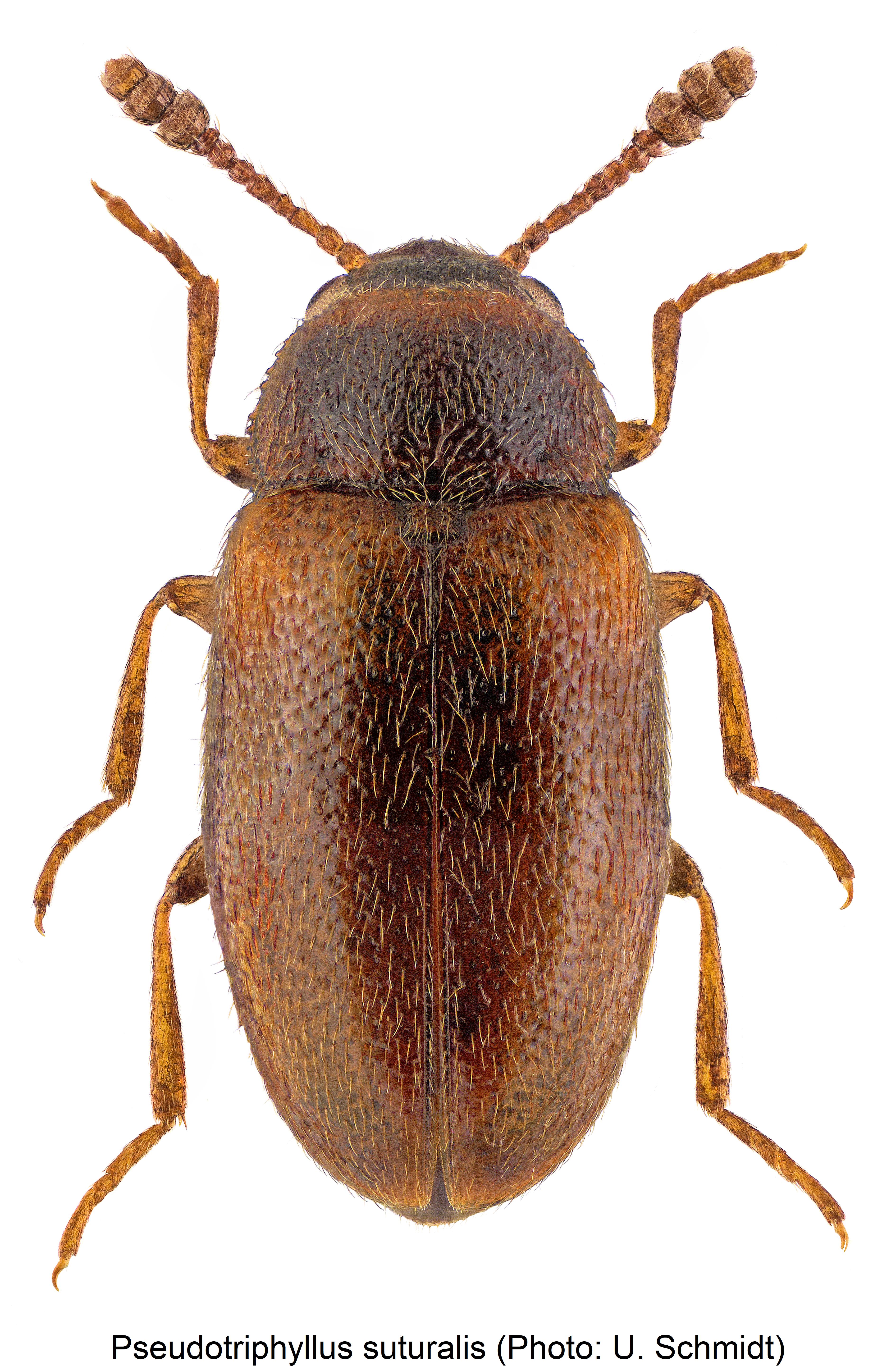 pseudotriphyllus_suturalis_hab.jpg