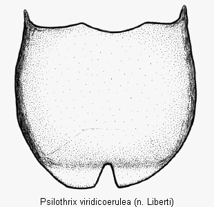 psilothrix_viridicoerulea_pyg.gif