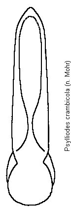 psylliodes_crambicola.gif