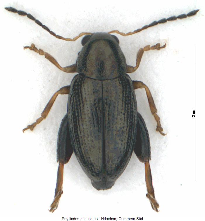 psylliodes_cucullatus_hab.jpg