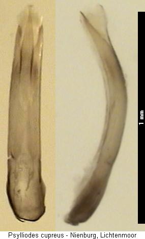 psylliodes_cupreus.jpg