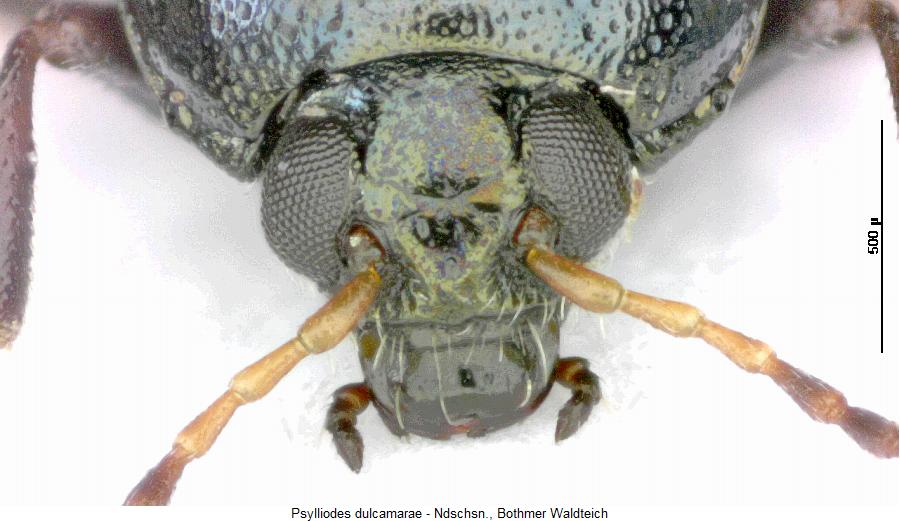 psylliodes_dulcamarae_k.jpg