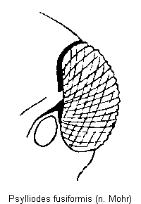psylliodes_fusiformis_k.gif
