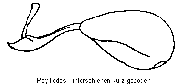 psylliodes_hinterschienen_kurz.gif