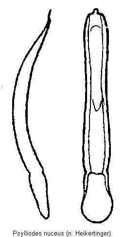 psylliodes_nuceus.gif