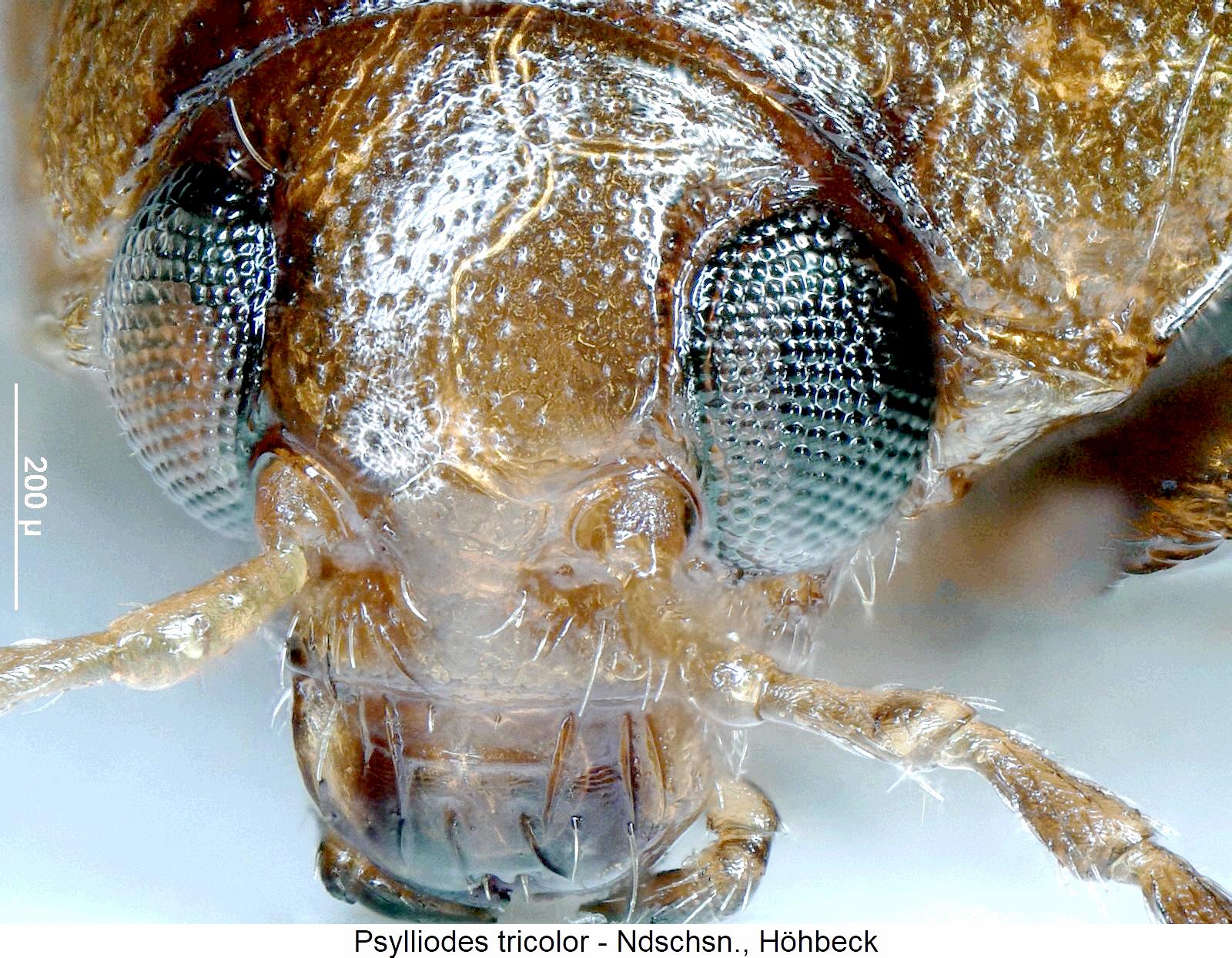 psylliodes_tricolor_k.jpg