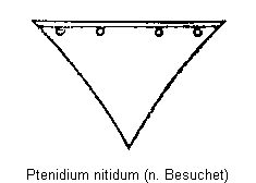 ptenidium_nitidum_scut.gif