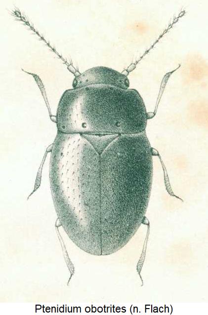 ptenidium_obotrites_hab.jpg
