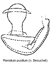 ptenidium_pusillum_sperm.gif
