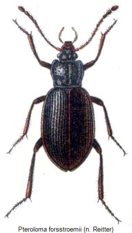 pteroloma_forsstroemii.jpg