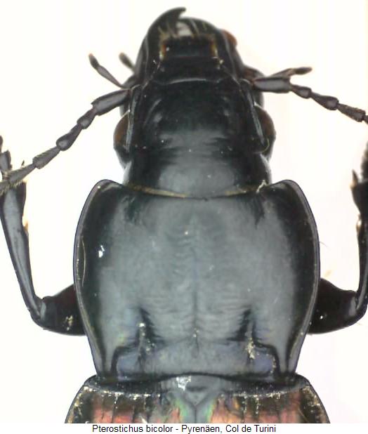 pterostichus_bicolor_vk.jpg