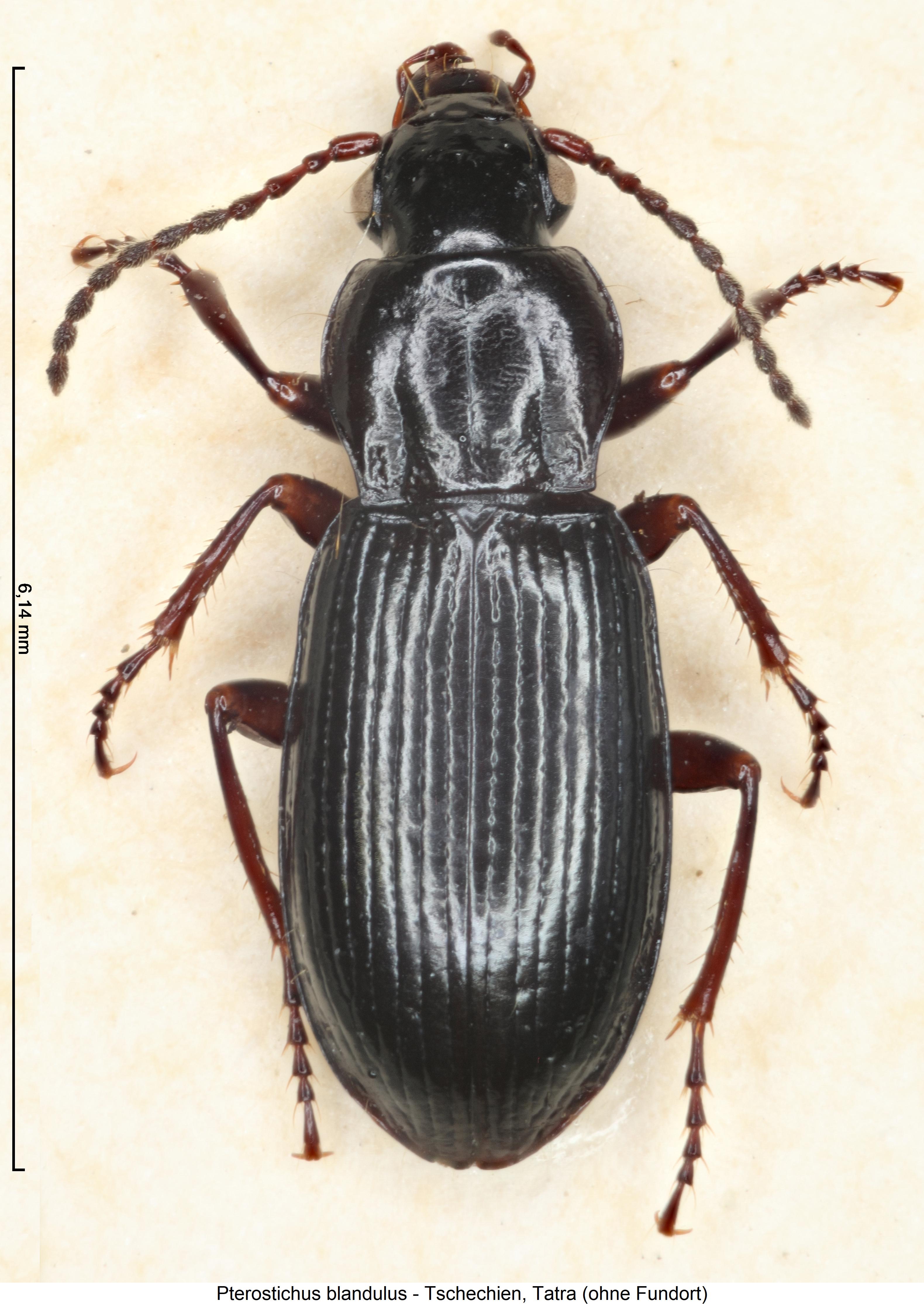 pterostichus_blandulus_hab.jpg