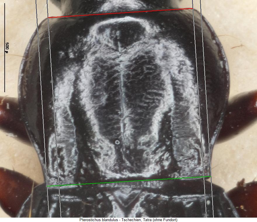 pterostichus_blandulus_hsch.jpg