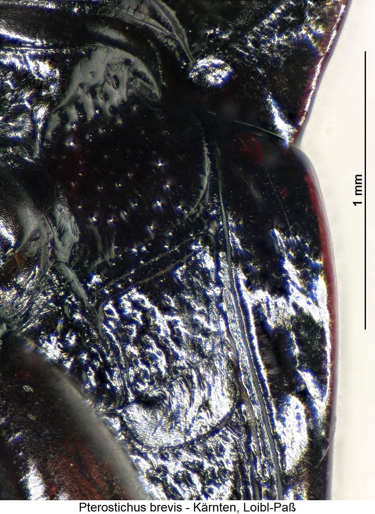 pterostichus_brevis_hbr.jpg