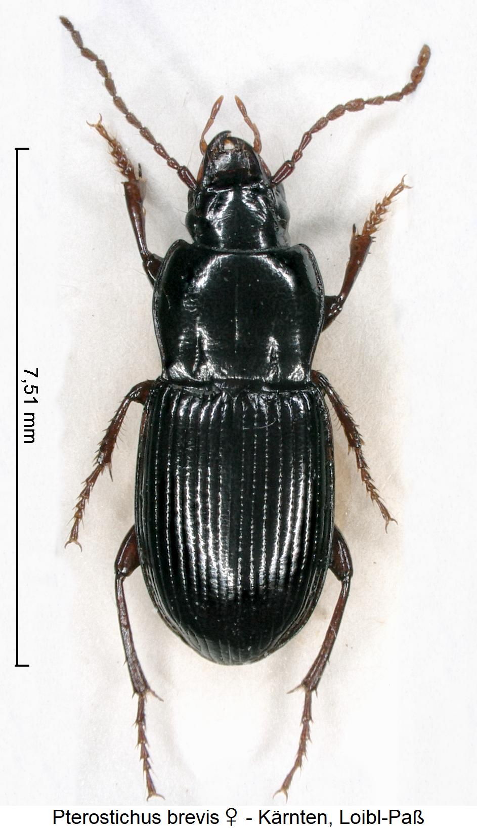 pterostichus_brevis_w_hab.jpg