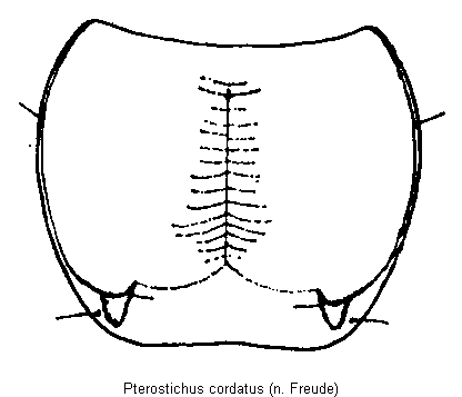 pterostichus_cordatus_hsch.gif