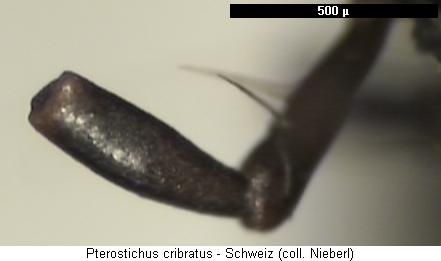 pterostichus_cribratus_ts.jpg