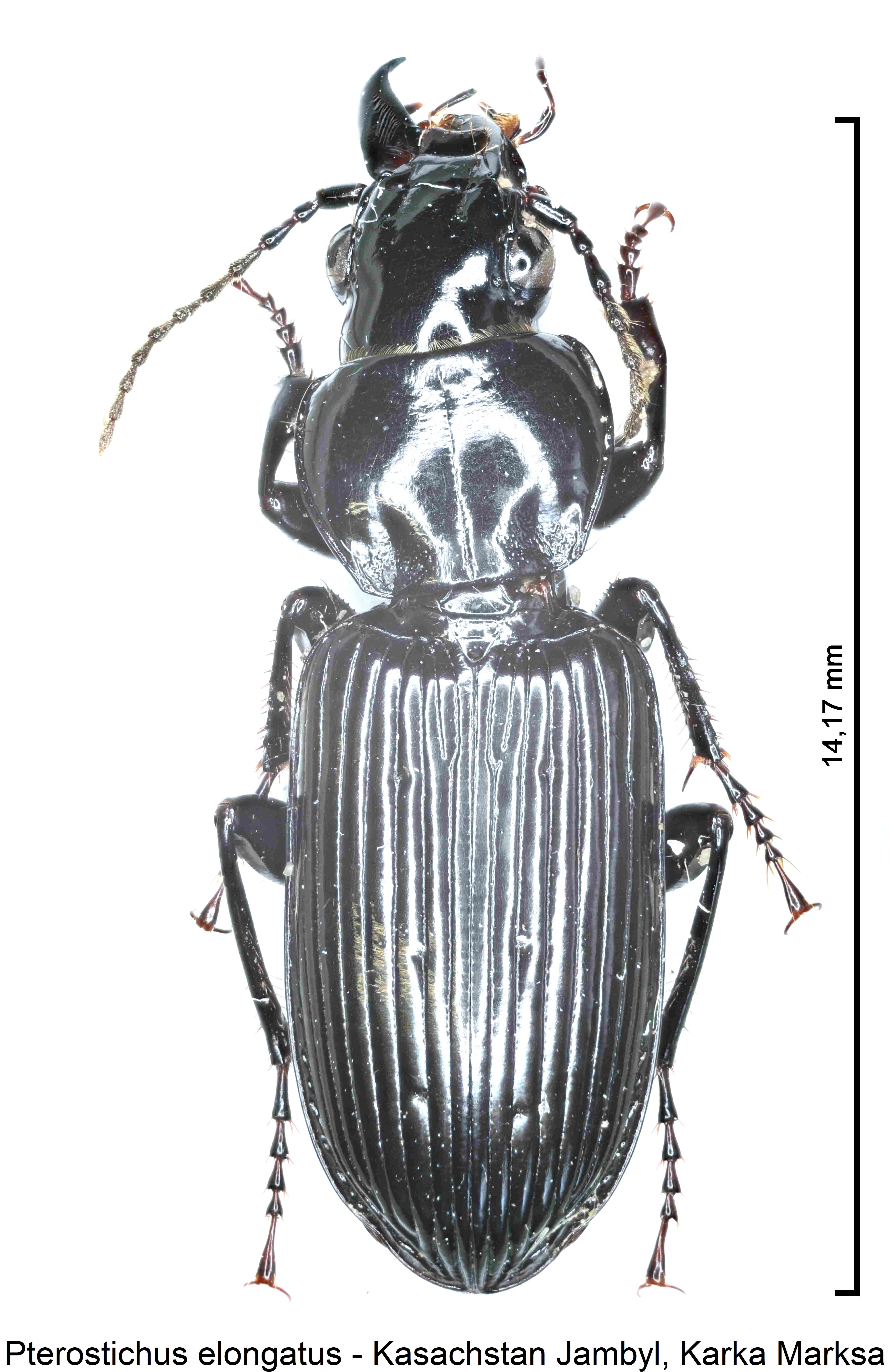 pterostichus_elongatus_hab.jpg