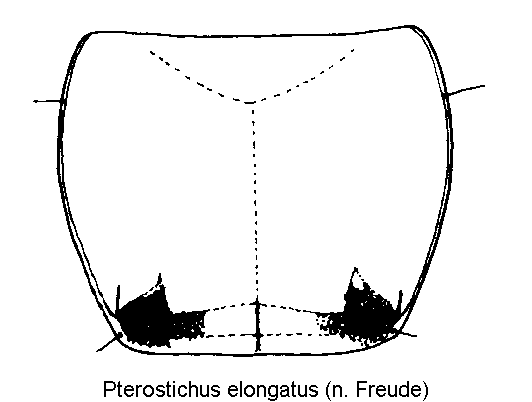 pterostichus_elongatus_hsch.gif