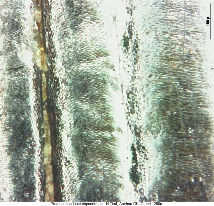 pterostichus_fasciatopunctatus_ms.jpg