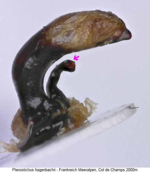 pterostichus_hagenbachii.jpg