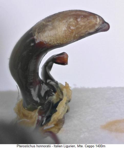 pterostichus_honnoratii.jpg