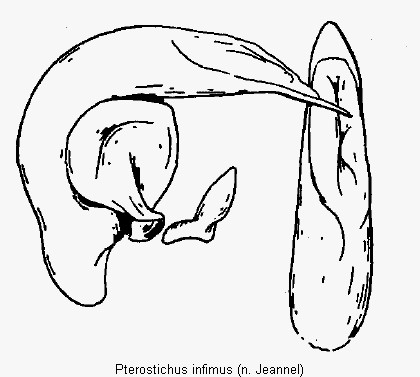 pterostichus_infimus.gif