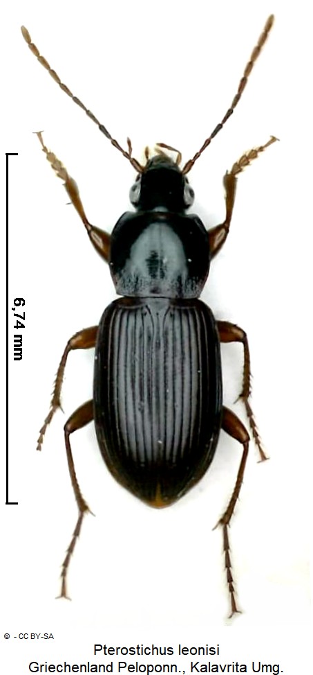 pterostichus_leonisi_hab.jpg