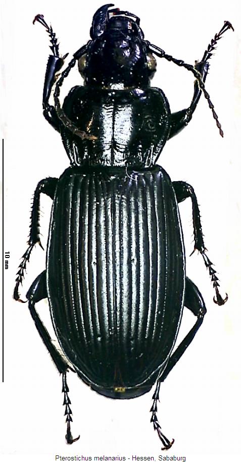 pterostichus_melanarius_hab.jpg