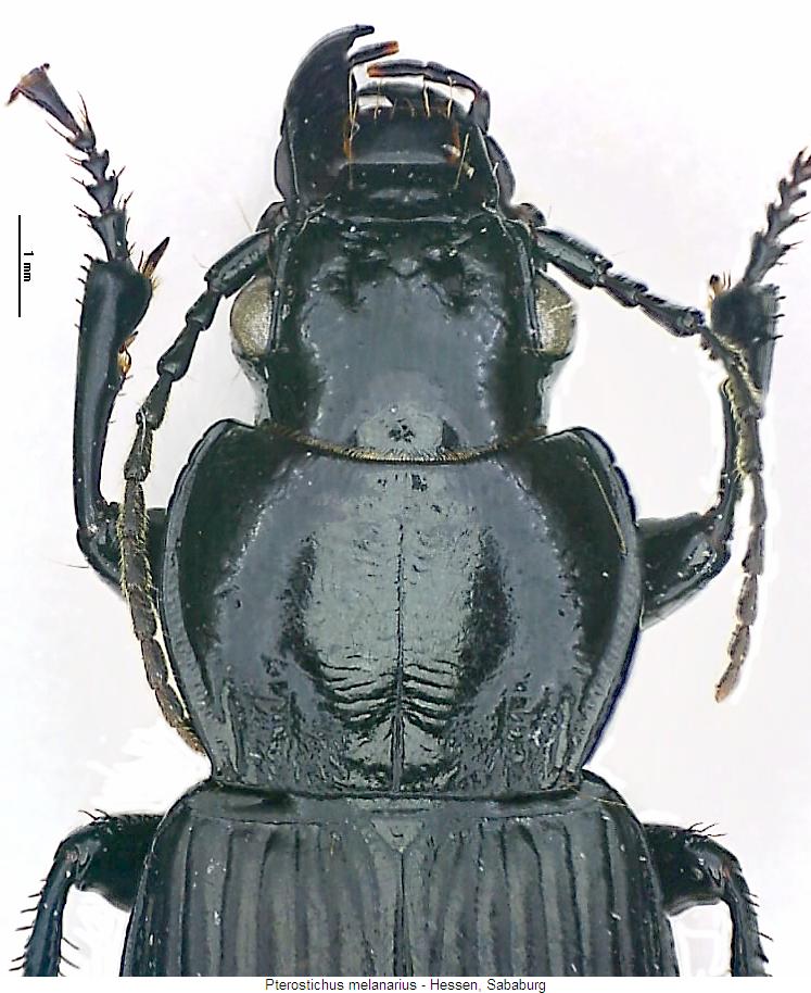 pterostichus_melanarius_vk.jpg