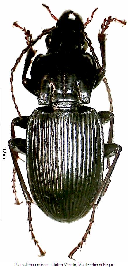 pterostichus_micans_hab.jpg