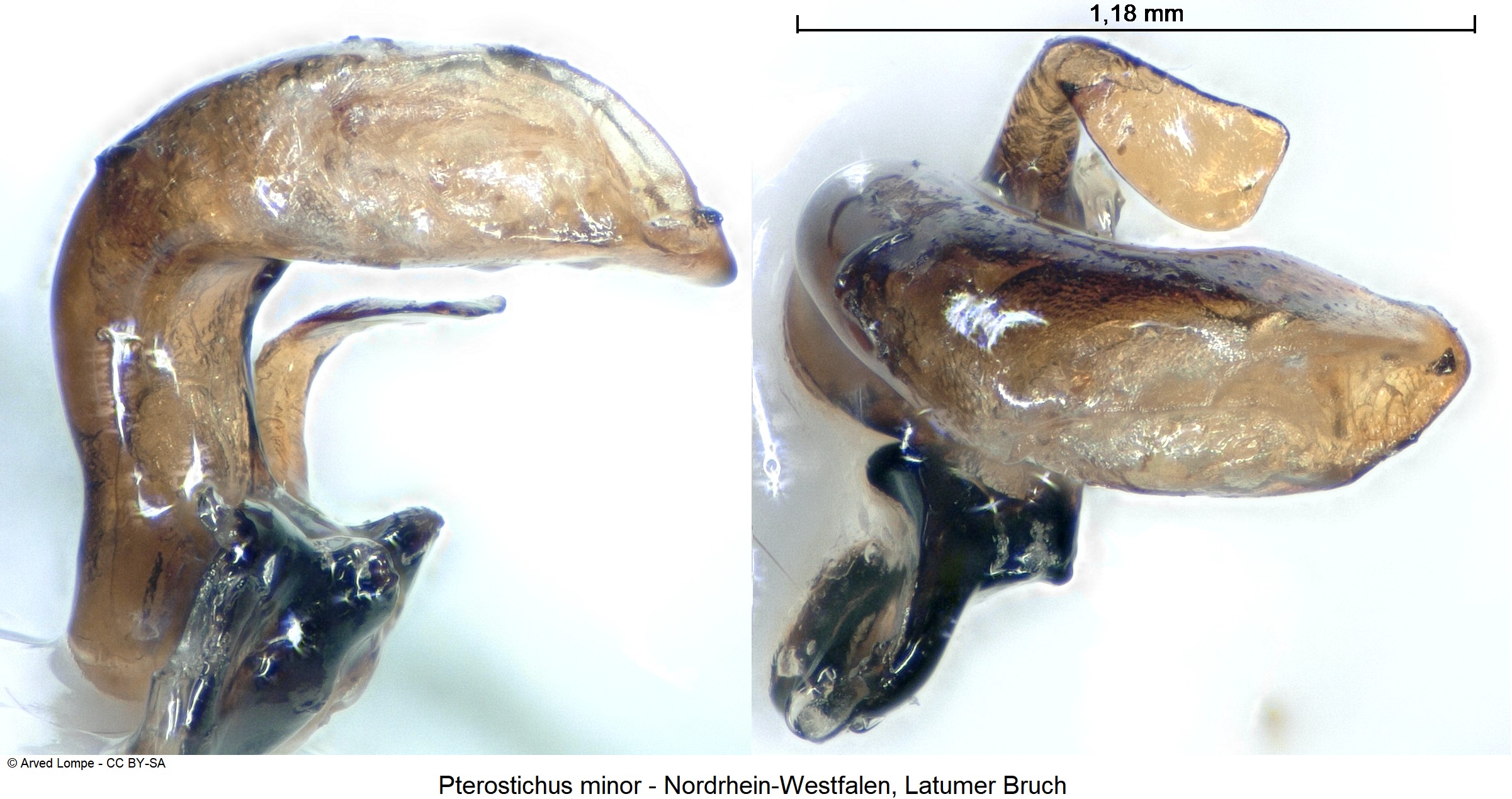 pterostichus_minor_ck36875803.jpg