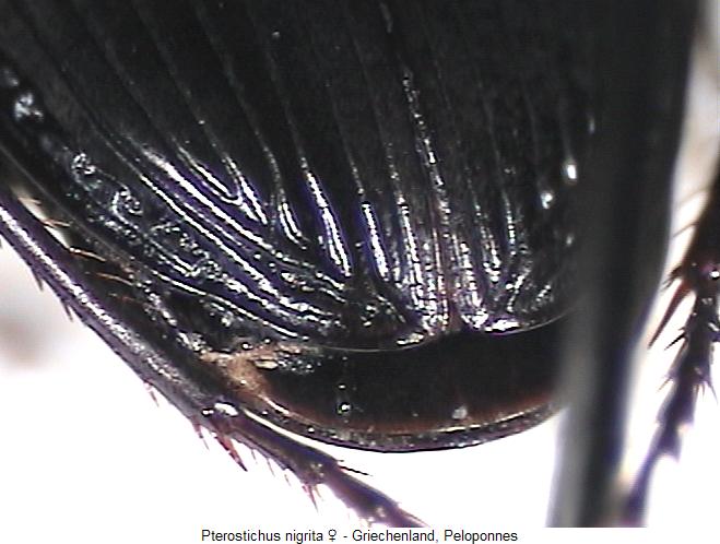pterostichus_nigrita_fld.jpg