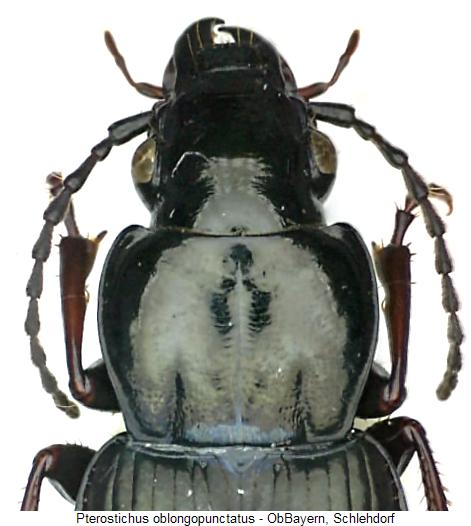 pterostichus_oblongopunctatus_vk.jpg