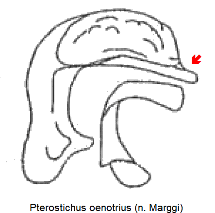 pterostichus_oenotrius.gif