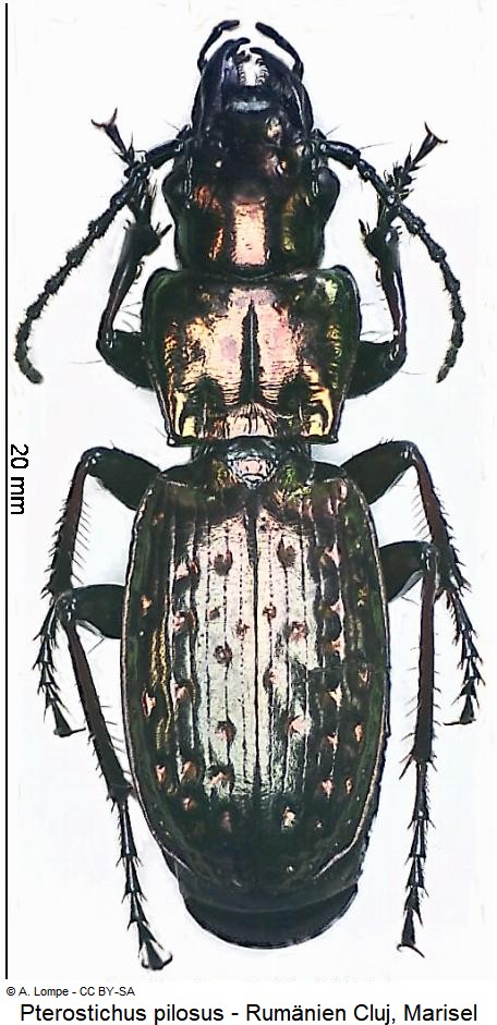 pterostichus_pilosus_hab.jpg