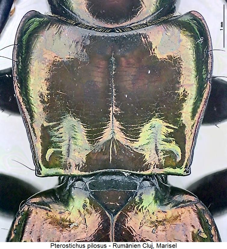 pterostichus_pilosus_hsch.jpg