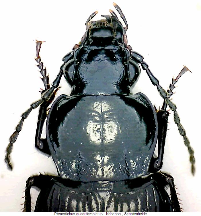 pterostichus_quadrifoveolatus_vk.jpg