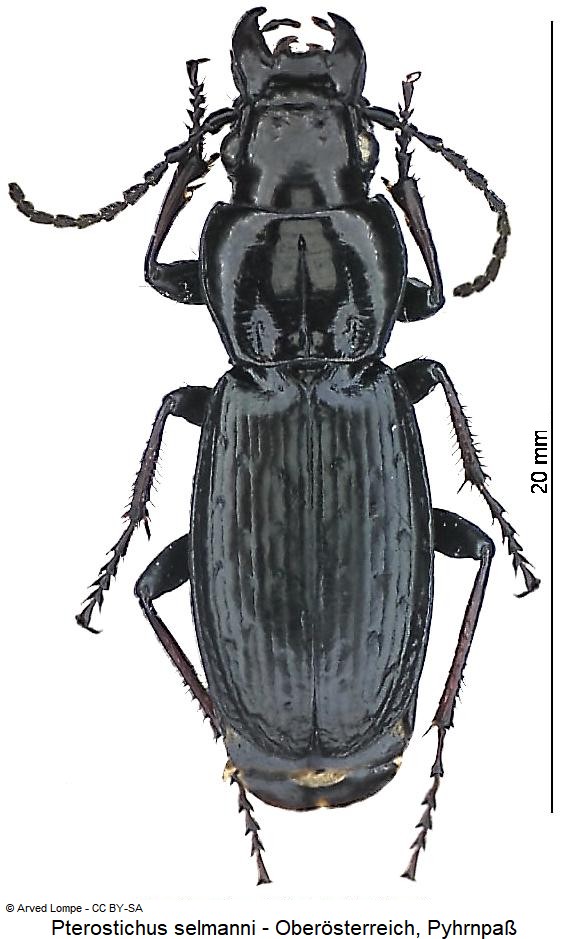 pterostichus_selmanni_hab.jpg