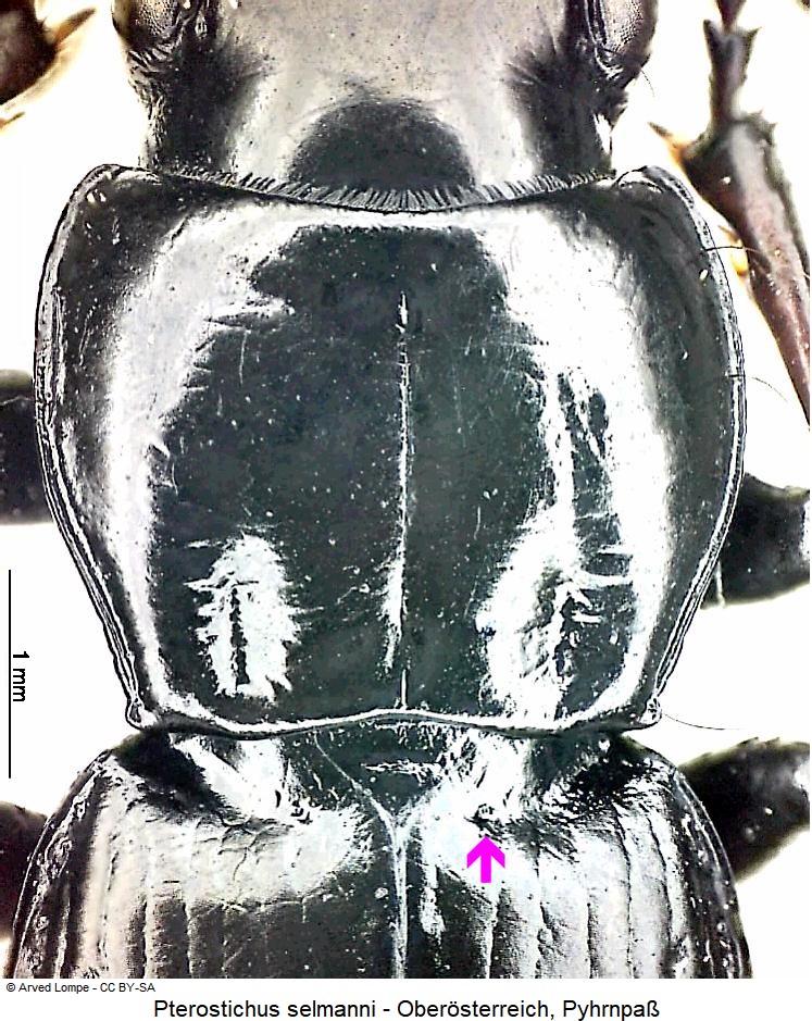 pterostichus_selmanni_hsch.jpg