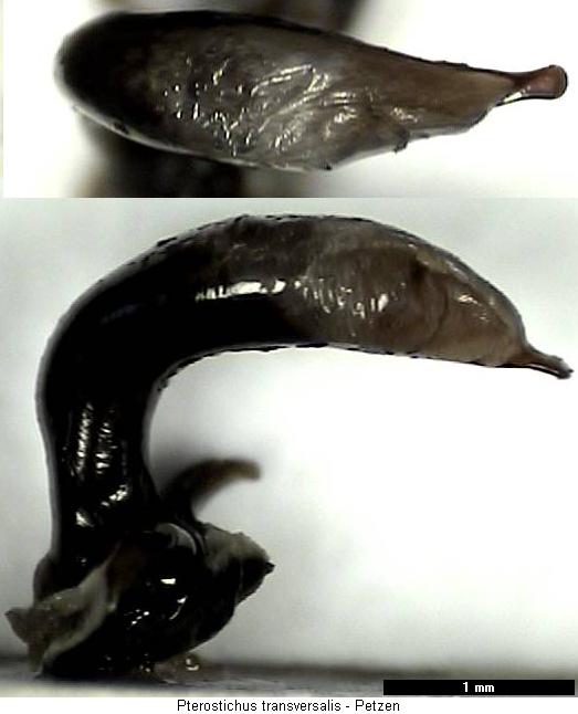 pterostichus_transversalis.jpg