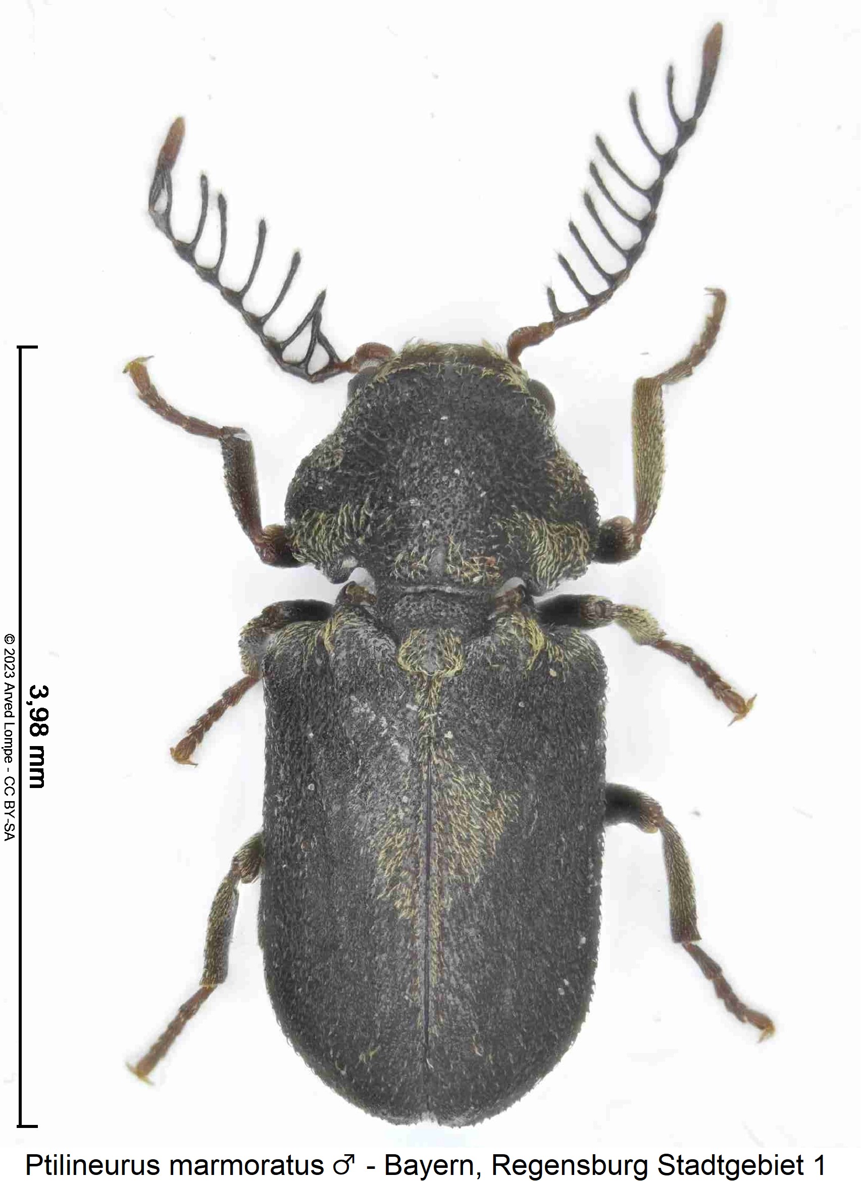 ptilineurus_marmoratus_m_hab2.jpg