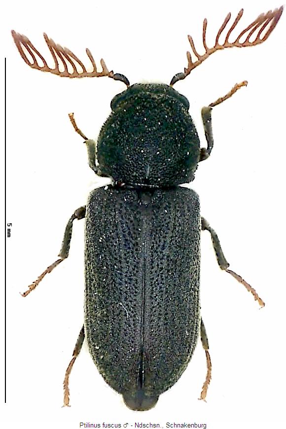 ptilinus_fuscus_m_hab.jpg