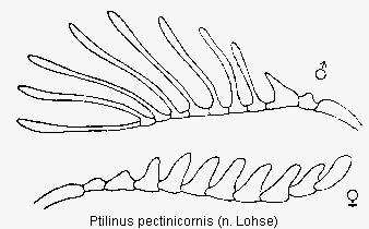 ptilinus_pectinicornis_f.gif