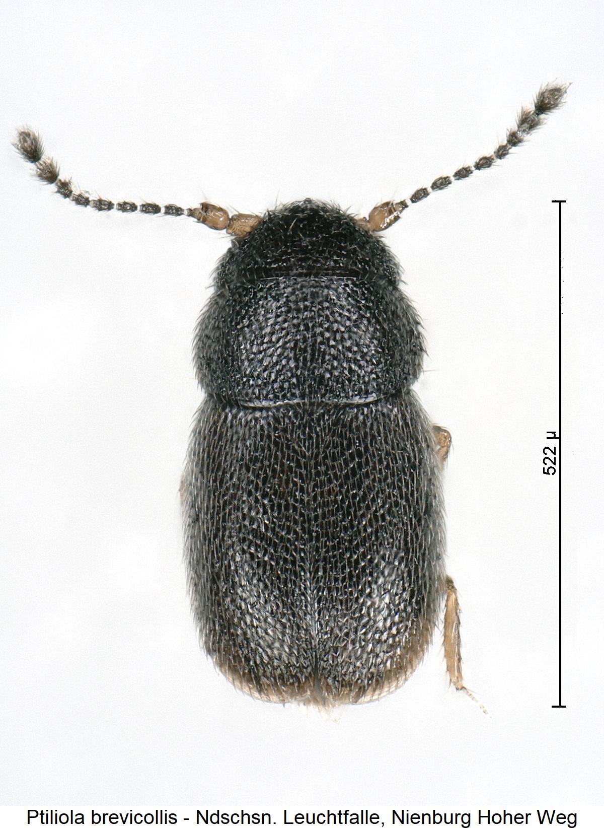 ptiliola_brevicollis_hab.jpg