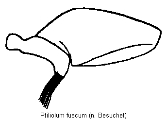 ptiliolum_fuscum_hschl.gif