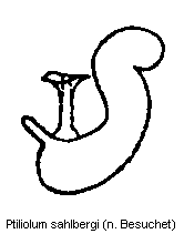 ptiliolum_sahlbergi_sperm.gif