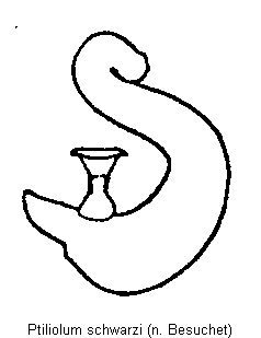 ptiliolum_schwarzi_sperm.gif